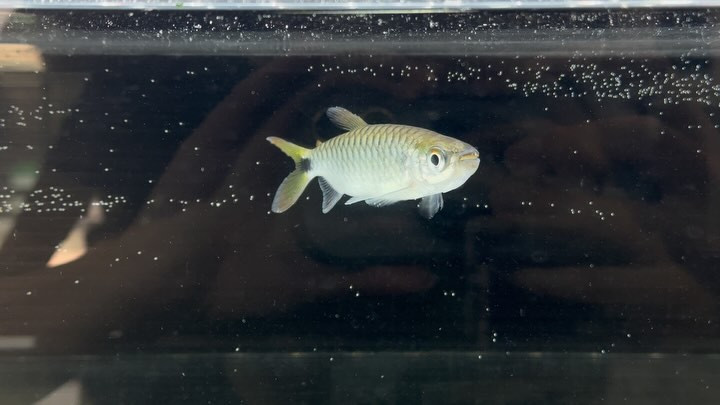 ブリキヌスマクロレピドータス 10cm±