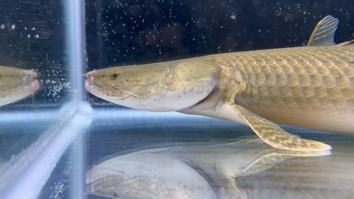 Po.ビキール カメルーン便  70cm±メス