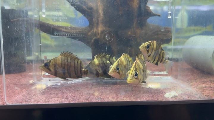 ダトニオプラスワン スマトラ産 8〜9cm±