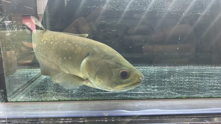 アロワナナイフ（アファー） 26cm