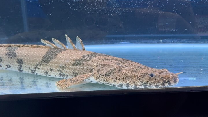 Po.エンドリケリー ファラナ 42cm± メス