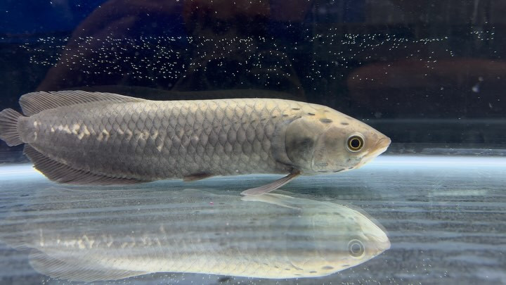 ヘテロティス ナイジェリア産 ②34cm±