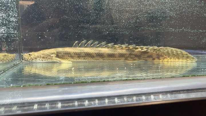 Po.アンソルギー ギニア産① 24cm±メス