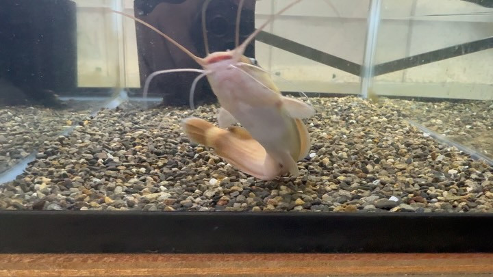 ヘテロブランクス ナイジェリア産 16cm±