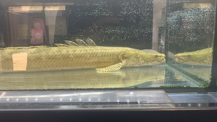 Po.ビキール カメルーン便 ⑨38cm± メス