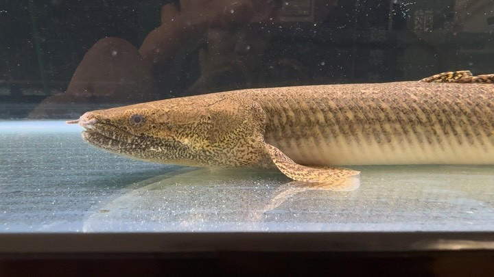 Po.オルナティピンニス タンガニーカ湖産 46cm± オス