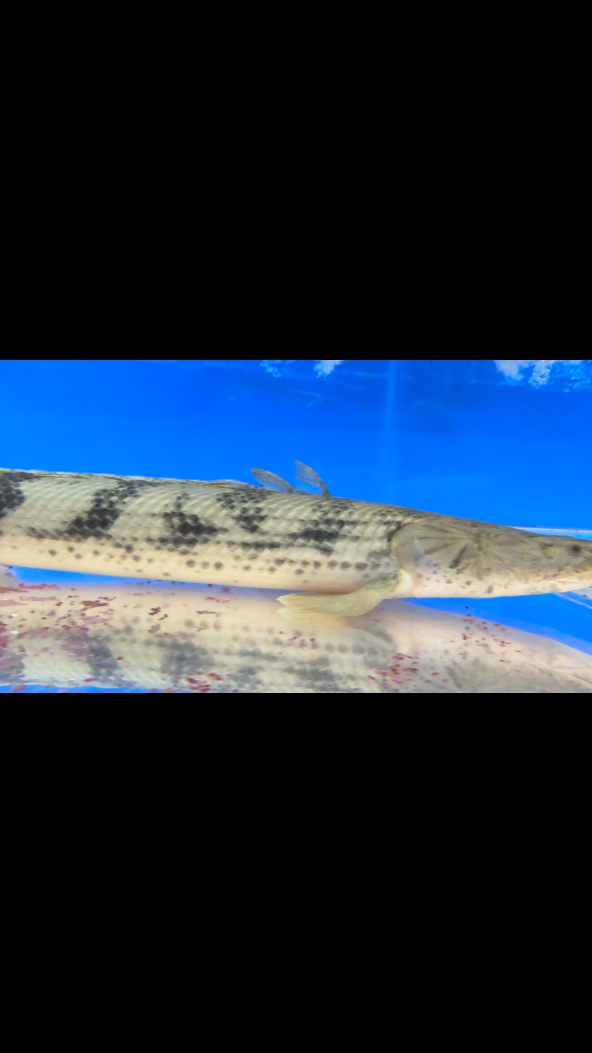 po. ラプラディー サンカラニ 61cm メス