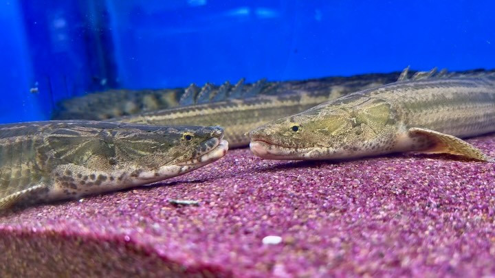 【直輸入】【特価】Po.ビキール50up カメルーン便 ④  55cm 