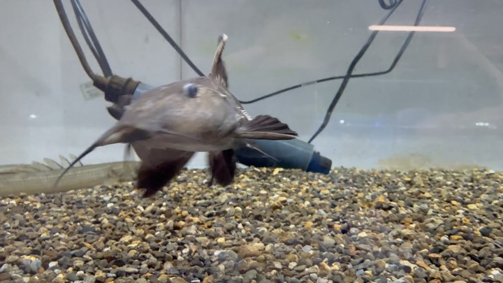 オキシドラス　ノーマル＆ショートボディー 