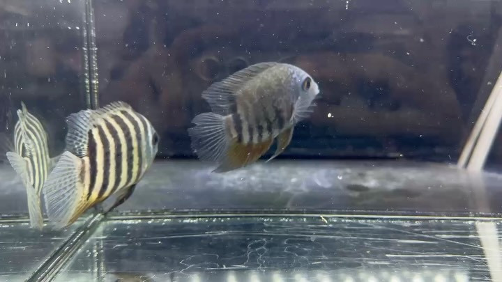 SUMMER SALE セベラム コロンビア便 イリニダ産 12〜10cm±