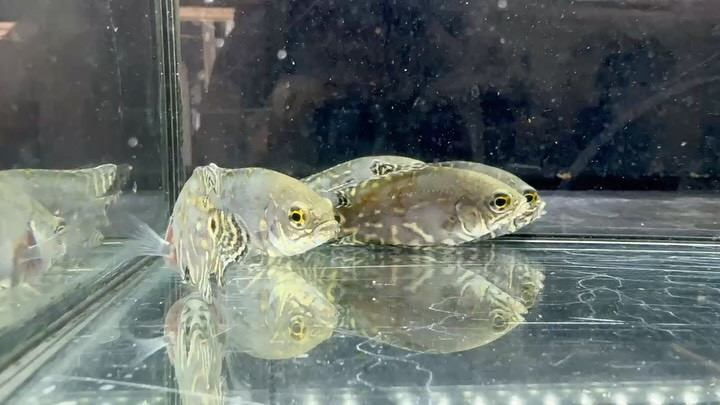 SUMMER SALE オスカー コロンビア便 カクエタ川産 6〜7cm±