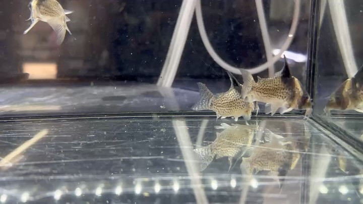 SUMMER SALE Co.ブロビレストリス 5〜6cm