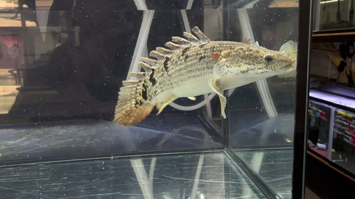 SUMMER SALE Po.デルヘッジショートボディ 17cm±