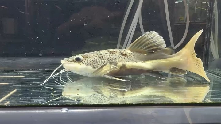 SUMMER SALE レッドテールキャットショートボディ 20cm±