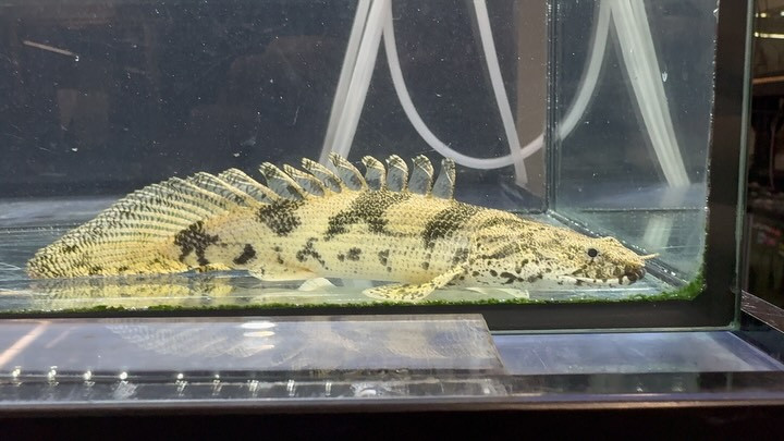 SUMMER SALE Po.エンドリケリーショートボディ① 15cm±