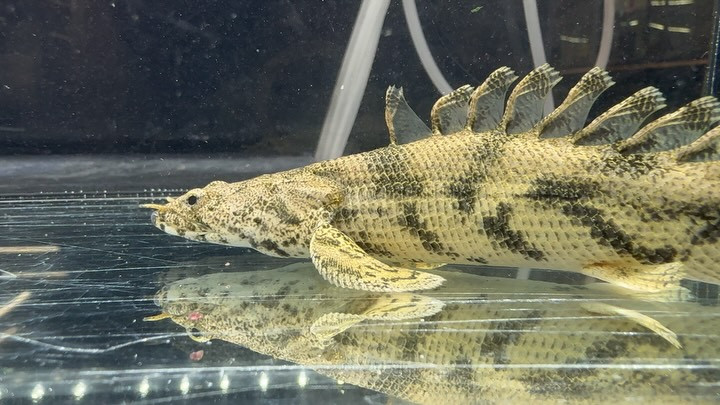 SUMMER SALE Po.エンドリケリーショートボディ② 16cm±