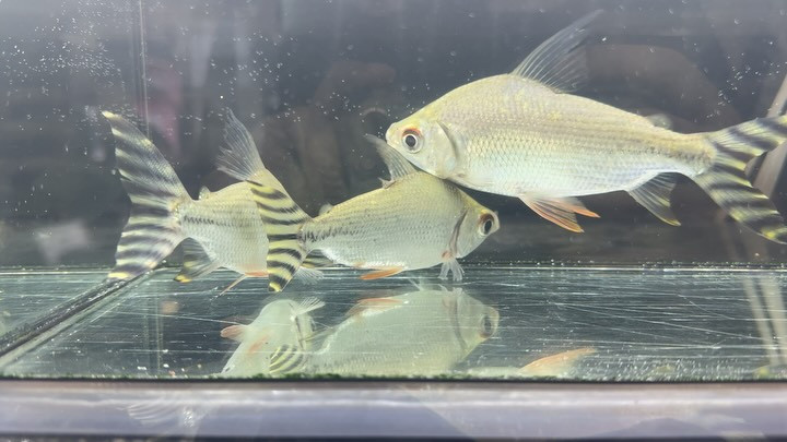 SUMMERSALE カラープロキロダス （イエロー)14〜17cm±