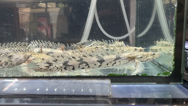 SUMMERSALE Po.エンドリケリー ブリード  10〜13cm±