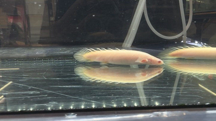 SUMMERSALE Po.セネガルス アルビノ ショート混じり 10cm±