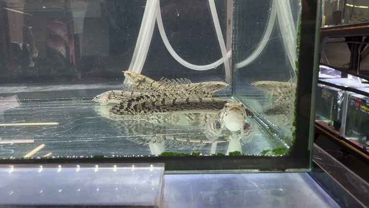  SUMMER SALEPo.デルヘッジ ロイヤルバンド 8〜9cm