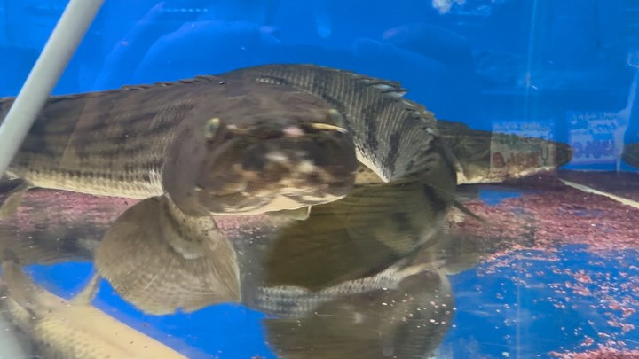 SUMMER SALE【直輸入】po.コンギクス タンガニーカ湖産 77cm