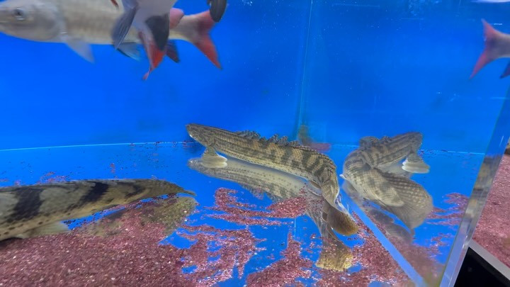 SUMMER SALE 【直輸入】po.sp ナイジェリア 50cm②