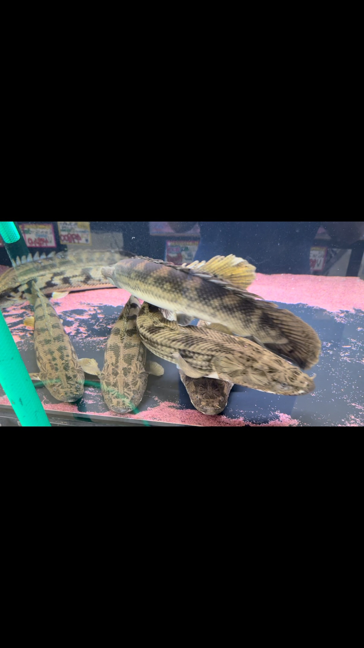  SUMMERSALE★ 店頭、BASEのみ大型ポリプ20%OFF