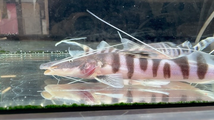 【超特価】ゼブラキャット 13〜14cm±