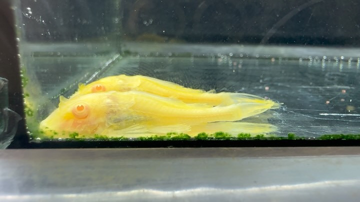 SUMMER SALE アルビノセルフィンプレコ 4〜5cm±