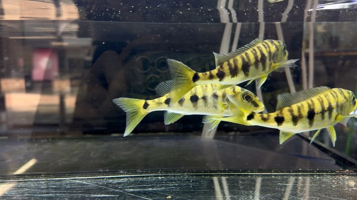 タンガニーカシクリッド クーへ 【ブランジェロクロミス・ミクロレピス】