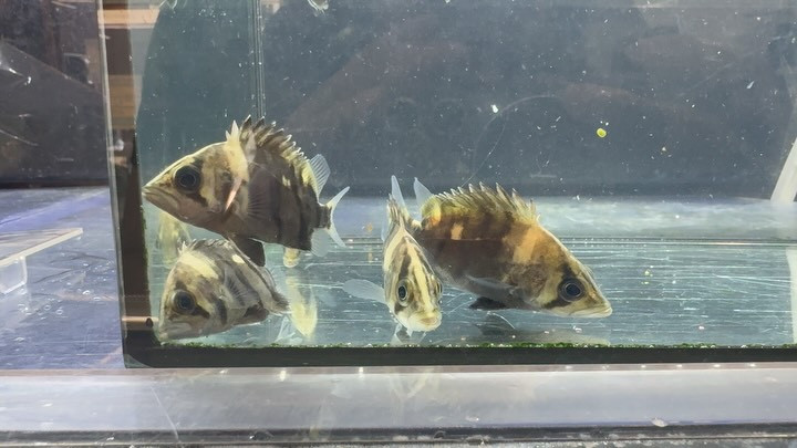 入荷情報◆３ ダトニオプラスワン 6cm±