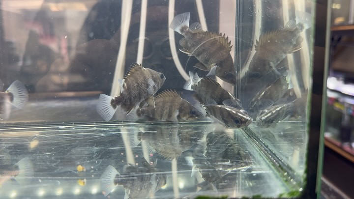 入荷情報◆４ メニーバータイガー 7cm±