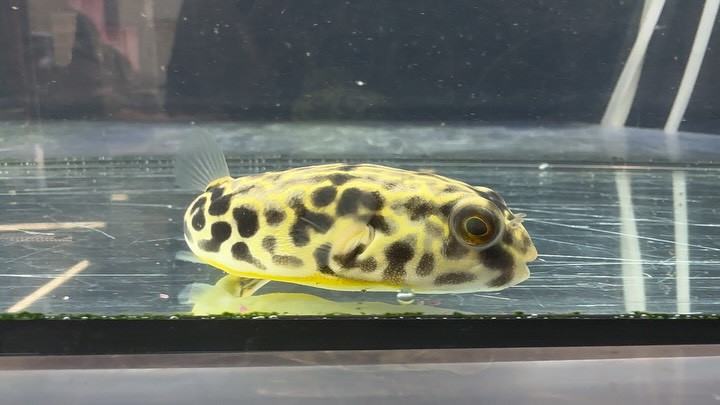 入荷情報◆５ テトラオドンムブ 10cm±