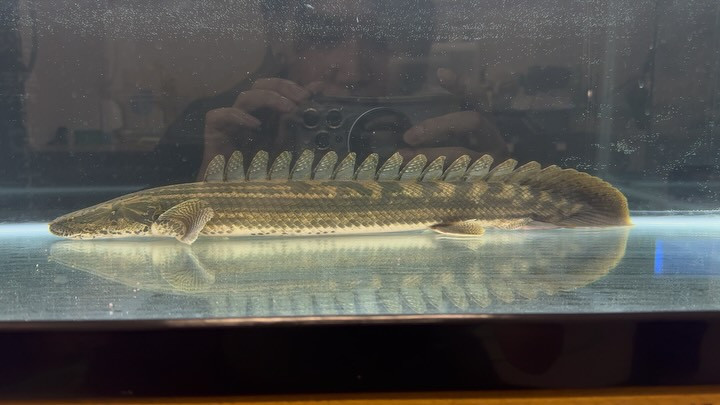 Po.ビキール 特選個体 53cm±