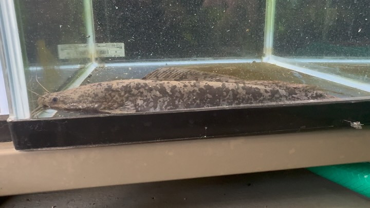 クラリアスガリエピヌス カメルーン産 22cm±