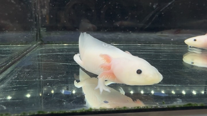 ウーパールーパー リューシ 10cm±