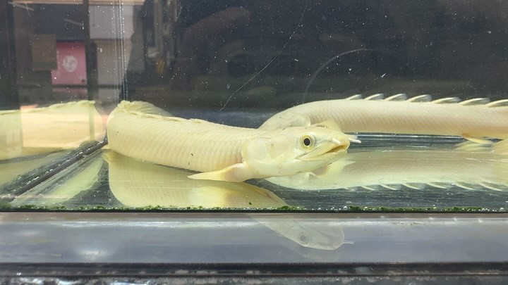 Po.セネガルス ナイジェリア産 22〜23cm±