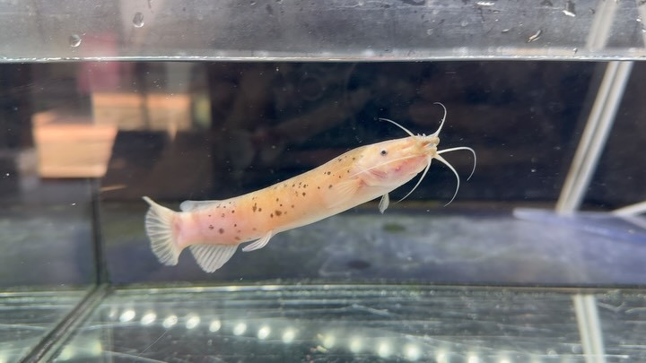 デンキナマズ ナイジェリア産 12cm±