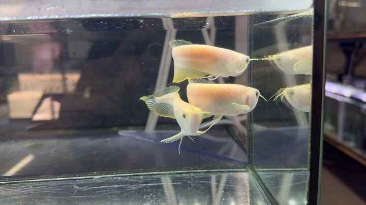 アルビノシルバーアロワナ 12〜13cm 