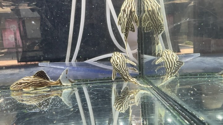 サンダーロイヤルプレコ タパジョス 6cm±