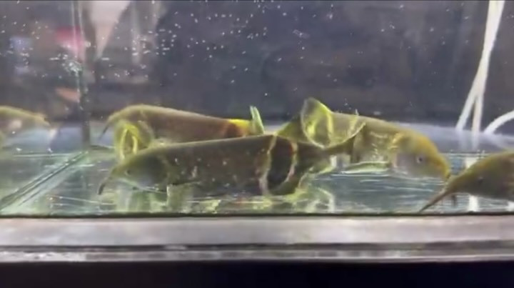 エレファントノーズ 16〜18cm±