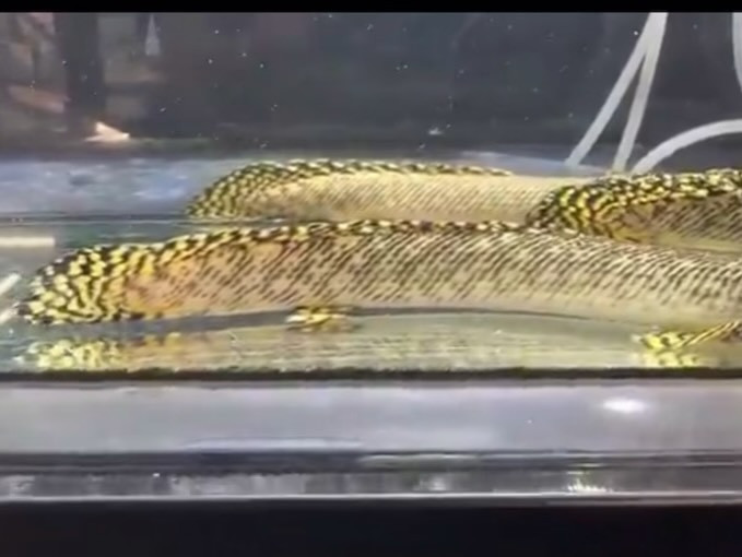 Po.オルナティピンニス  20〜23cm± 