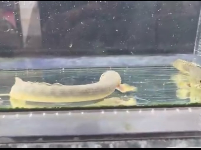 Po.ザイールグリーン 13〜14cm±