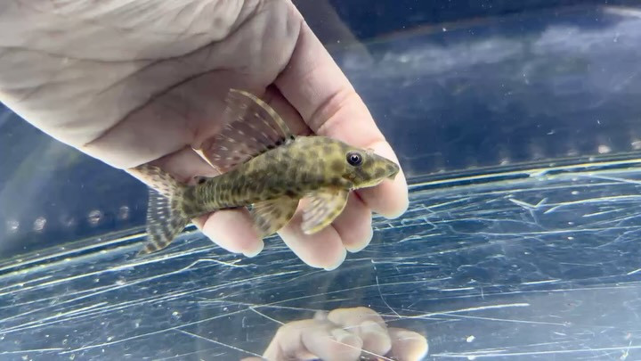 オトシンプレコ 11cm前後