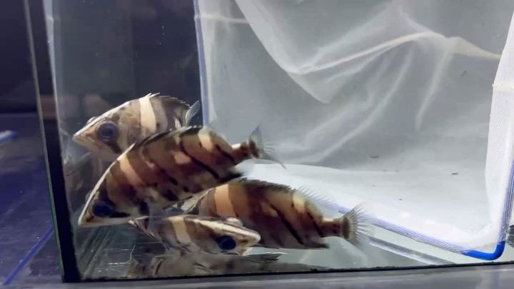 ダトニオプラスワン (良)9〜10cm