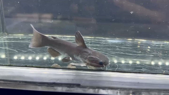 ドカンマウスキャット 11cm