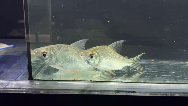 【特価】カラープロキロダス イエローフラッグ  15〜17cm