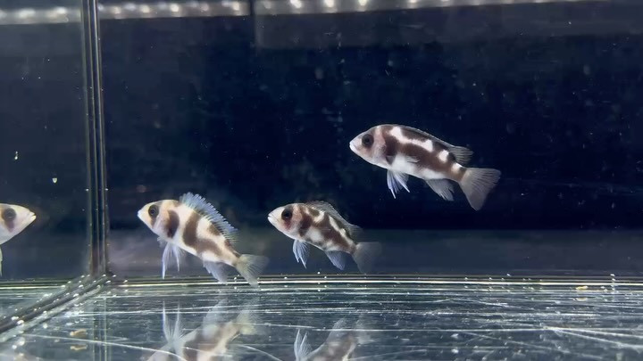 フロントーサ ブラックウィドウ  5〜6cm