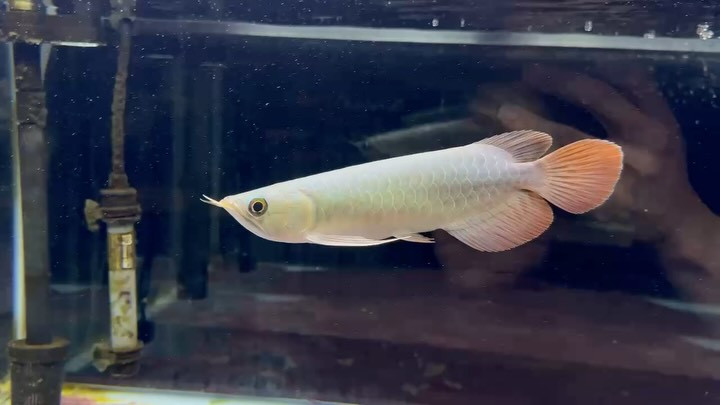 スーパーレッドブルーベース (血紅龍)