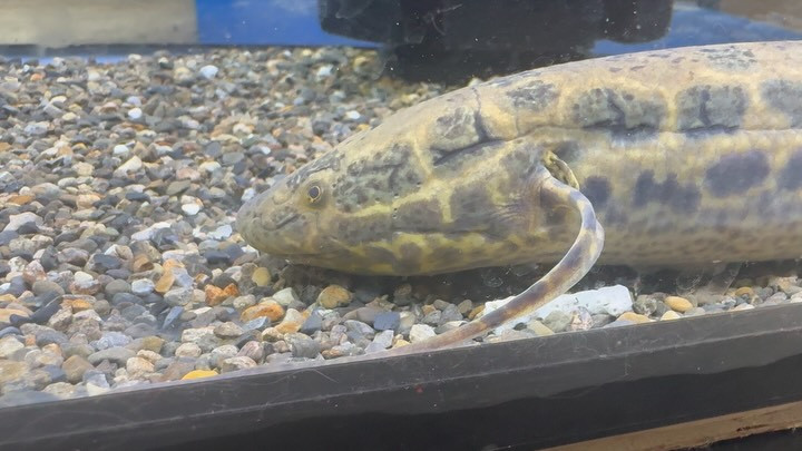 プロトプテルスアネクテンス①36cm±